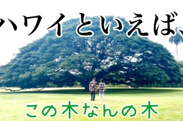 ハワイ【日立の木】ド定番モデルコース 〜 どこでもプライベートツアー
