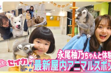 井上清華アナ＆“天才子役”永尾柚乃ちゃん テレビ初公開サモエドカフェや三つ子のカピバラの赤ちゃん アンティークおしゃれ空間でフクロウと触れ合い 「屋内アニマル新スポット」体験【やってセイカ】
