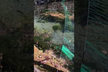 さかなと森の観察園の魚たちが軽快すぎる#shorts