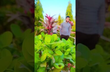 Ami Papi Gunah Gar #shortsfeed #shorts #trending #trend #dream #support