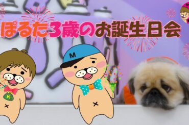 ぽるたさんの３歳をお祝いする配信【かずとみもがみ】