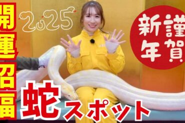 世界最大級のヘビとのふれあいも！？巳年は蛇スポットで開運招福！【いまドキッ！埼玉】2025.1.11放送