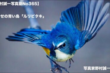【野村誠一写真塾No365】浩美がR1で白鳥を撮った。R1は、浩美にも使いやすかったようです。
