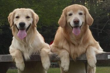 APTV ゴールデンレトリバーあーぺー がライブ配信中！