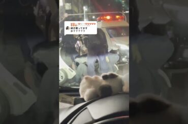 [何してんねん] (林田真尋) インスタで話題何してんねんって何 #Shorts