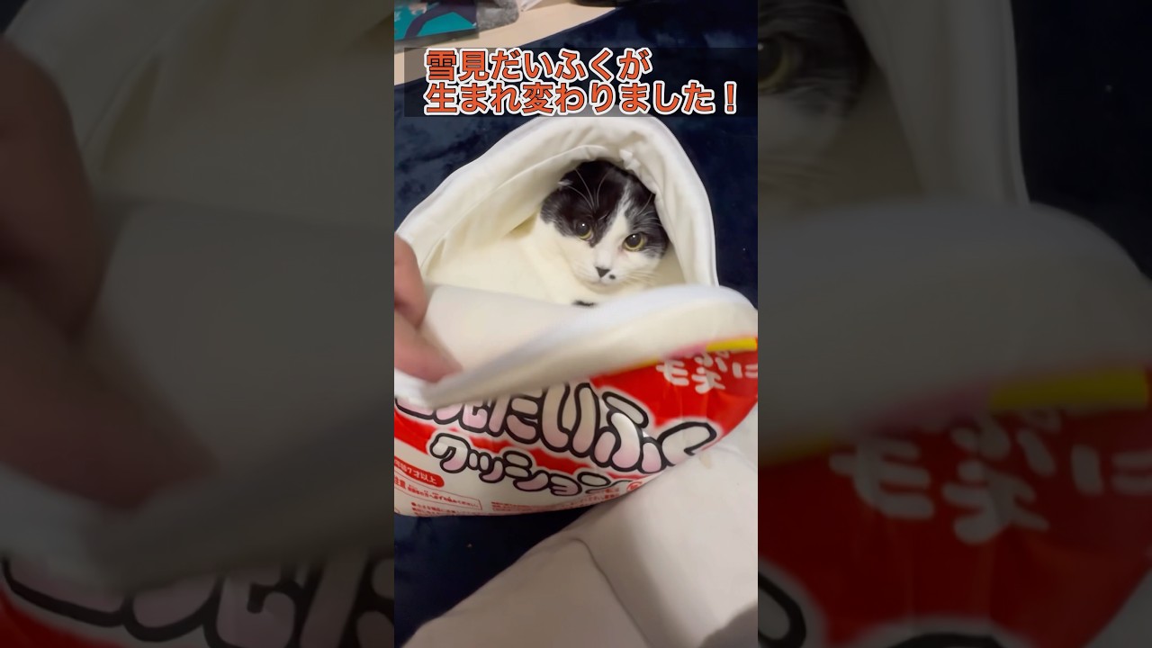 雪見だいふくが生まれ変わりました！　#ネコ#cat #猫のいる暮らし #スコティッシュフォールド #LOTTE #雪見だいふく #ハチワレ