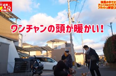 【冷たい強風】知ってたかい？犬とおばさまの手って暖かいんだぜ