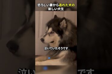 恐ろしい妻から逃れた犬の新しい犬生