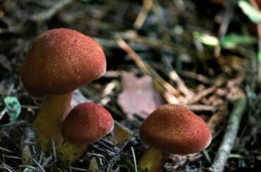 SHI68_cyairoinokinoko_TP_V4