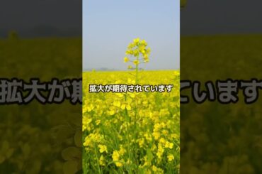 【SUI】PhantomウォレットSuiブロックチェーンを新たにサポート【仮想通貨】 #crypto #shorts  #暗号資産