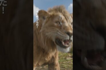 超実写プレミアム吹替版『ライオン・キング：ムファサ』大ヒット上映中！🦁ムファサ （尾上右近）🦁タカ（松田元太）🦁キロス（渡辺謙）運命が、宿命が、彼らを待っている─