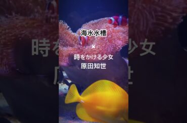 海水水槽の束の間✖ #原田知世 #時をかける少女 / #筒井康隆 #大林宣彦 #尾道三部作 #Tomoyo_Harada #1983