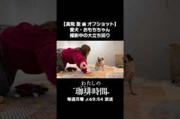 【真飛聖編オフショット】愛犬・おもちちゃん撮影中の大立ち回り　毎週月曜よる9時54分放送 #Shorts #わたしの珈琲時間 #真飛聖