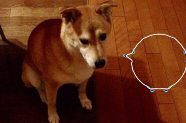 【フリーBGM】最高に泣ける感動の実話ドッグソング。最新人気定番犬曲「モカへ」フル 高音質。Official Music Video。小寺健太