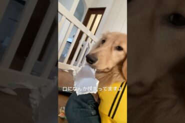 遊んだ後のゴミが口に挟まったまま気付かないチャイ #dog #doglover  #animals #ミニュアダックス #ダックスフンド