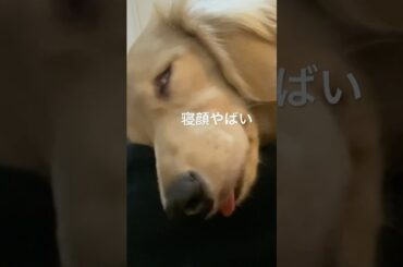 白目で舌が出たまま眠る犬　#dog #doglover #animals #ダックスフンド #ミニチュアダックスフンド #犬のいる暮らし