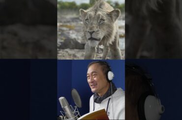 臨場感溢れるアフレコ映像🎙️超実写プレミアム吹替版🦁キロス役 渡辺謙さん🦁ムファサ役 尾上右近さん🦁タカ役 松田元太さん『#ライオンキングムファサ』大ヒット上映中🎬