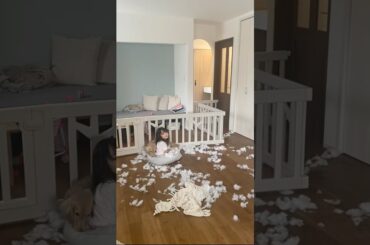 とんでもない事した！！！　 #dog #ミニチュアダックスフンド #犬のいる暮らし #犬動画 #子犬 #animals