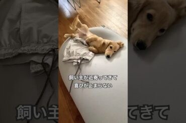 寝転がりながら撫でてアピール　#dog #ミニチュアダックスフンド  #犬のいる暮らし #わたしの一番かわいいところ  #犬動画 #子犬