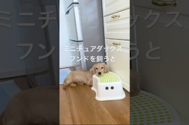 ミニチュアダックスを飼うと… #ミニチュアダックスフンド  #愛犬 #犬動画 #犬のいる生活 #dog #animals