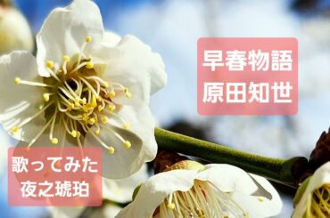 原田知世さんの「早春物語」を歌ってみた🌸　　@Yorunokohaku-channel
