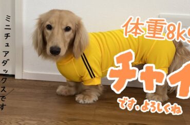 かなり大きめチミニチュアダックスフンドのチャイです！