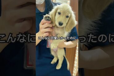 成長した姿もとっても可愛いんです　#dog #ミニチュアダックス子犬 #ミニチュアダックスフンド #animals #犬動画