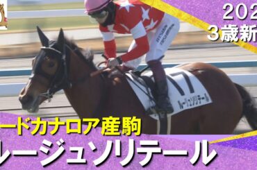 ロードカナロア産駒のルージュソリテールが快勝！藤原調教師「桜花賞を目指したい」　2025年2月9日(日)３歳新馬　京都芝1600m　実況：石田一洋【カンテレ公式】