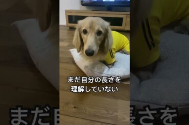 自分の体がクッションに収まると信じてる犬　#ミニチュアダックスフンド #doglover #ダックスフンド#dachshund #犬動画