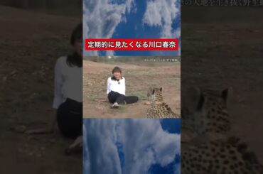 定期的に見たくなる川口春奈#おもしろ #面白い #おもしろ動画 #ショート #tiktok #shorts