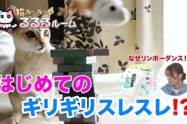 かわいい子猫大集合！ドキドキはじめて体験に大爆笑 猫ルンルン♪るるるルーム るるる 紺野彩夏【公式】