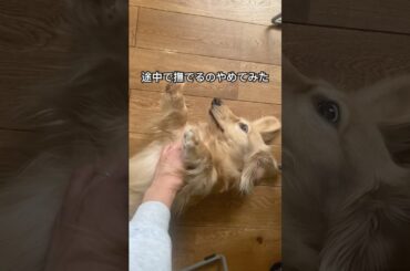 急に撫でるのやめたら…  #ミニチュアダックスフンド #ミニチュアダックスパピー #ダックスフンド #犬動画 #可愛い #animals #愛犬 #dog #dachshund #癒し動画