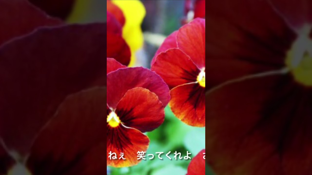 #スマイル #森七菜 #カバー #うたってみた #japanesemusic #coversong#japanese songs with lyrics