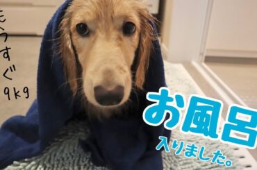 チャイくんお風呂の日