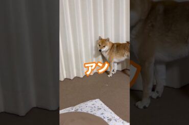 中村『アン』、、、クリア❣️ #柴犬　#柴犬とん