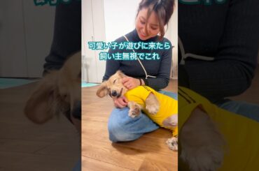 飼い主じゃない人に撫でられてもこれです。　#ミニチュアダックスフンド #犬動画 #animals #愛犬 #dog #dachshund #ダックスフンド#犬のいる生活 #犬と暮らす家 #犬と子供
