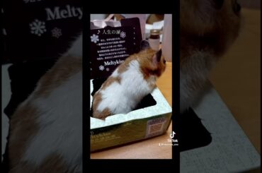 ハムスターの写真まとめ