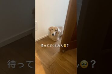 トイレ🚽の外で待っててくれるチャイ　#dog #doglover  #ミニチュアダックスフンド #犬動画 #犬のいる暮らし #甘えん坊
