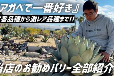 【アガベ】当店がオススメする"パリー"を一挙ご紹介します!!