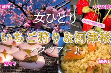 【ひとりバスツアー】伊豆！いちご狩り＆河津桜鑑賞バスツアー♪桜はまだ満開じゃなかったけど綺麗な富士たんがいっぱい見れたので満足♪