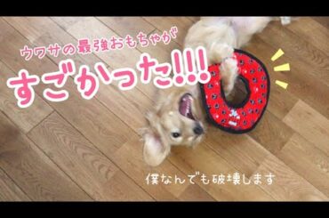 破壊神に虎も使えるおもちゃを渡してみた！