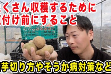 【ジャガイモ】植える前にする収穫量を増やす方法　芽出し・浴光育芽・種芋カット・土作り・そうか病対策