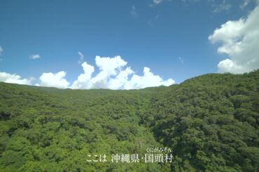 星結いの森-沖縄・国頭村の星空-