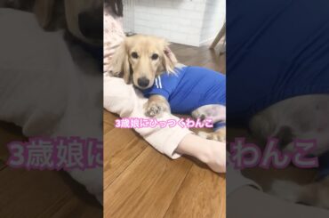 ぴったりひっついて仲良しな2人　#ミニチュアダックスフンド #犬動画 #可愛い #animals #dog #dachshund #いぬとの暮らし #癒し動画