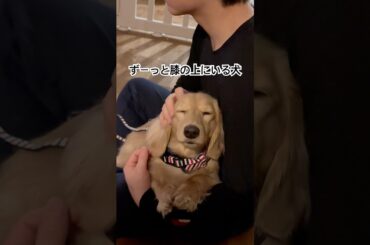ずっと膝の上で撫でられてるミニチュアダックスフンド　#ミニチュアダックスフンド #犬動画 #animals #愛犬 #dog #dachshund #ダックスフンド#犬のいる生活