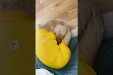 顔隠して寝てるから耳めくってみた　#ミニチュアダックスフンド #犬動画 #animals #dog #犬と暮らす家 #dachshund #癒し動画 #小型犬#成犬