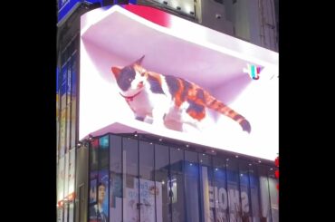 [ツアー Tour] (日本・新宿3D巨大猫 Shinjuku 3D Giant Cat, Japan) - 04