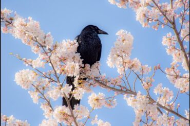 Japanese Crows カラス🌸|| Try Everything🎵(Dream Ami トライ・エヴリシング)