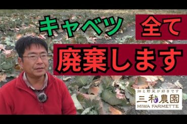 一生懸命育ててきましたが、キャベツは全て廃棄処分にする判断をしました。（2025.3.10）