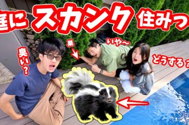 我が家の庭にスカンク🦨が住み着きました😱 どうしよう😱😱